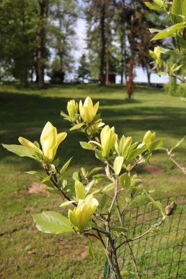 Magnolia 'Solar Flair' - šácholan kříženec - květy